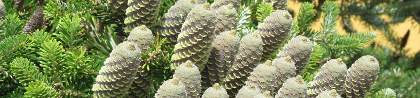 Abies_koreana_ banner